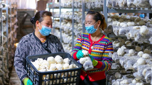 新疆洛浦县：特色产业促就业 菌菇销售助增收