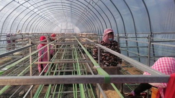 内蒙古陕坝镇红星村：10万花菇菌棒进棚上架 带动周边农户发展特色产业
