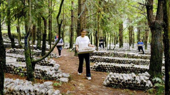 贵州岑巩“五联强五环”推进茶树菇全产业链发展