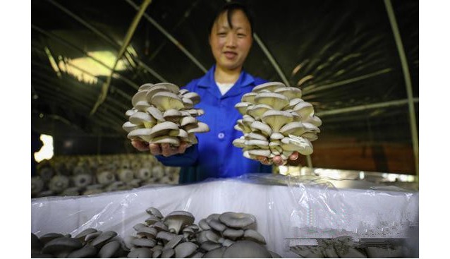 贵州省桐梓县：平菇采收忙 成为当地乡村振兴重要产业
