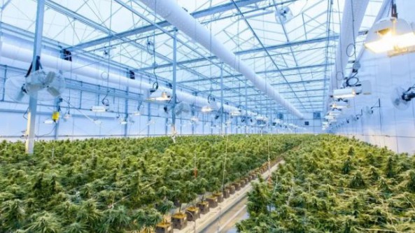 中央網信辦等五部門出臺《2022年數字鄉村發展工作要點》 敲定智慧農業建設重點任務