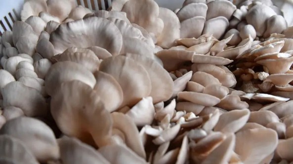 安徽：“巢湖蘑菇小镇”头茬平菇抢鲜上市