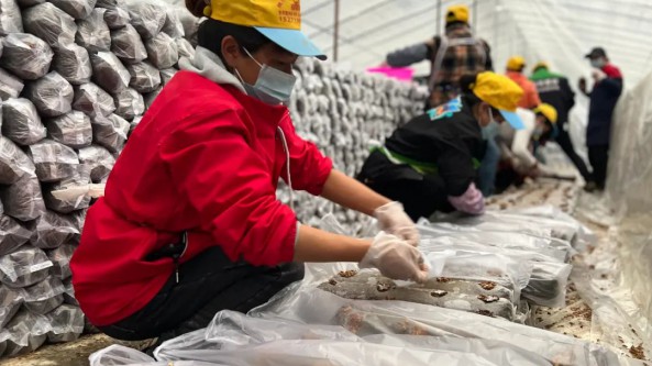 贵州安顺平坝区：五一假期不停工 香菇培育种植忙