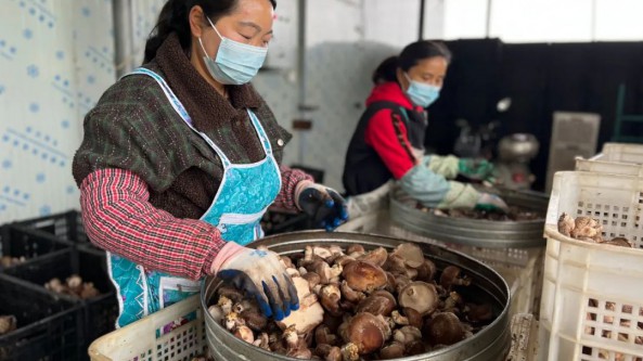 青海省湟中區李家山鎮：小香菇撐起“致富傘” 輻射帶動更多群眾務工增收