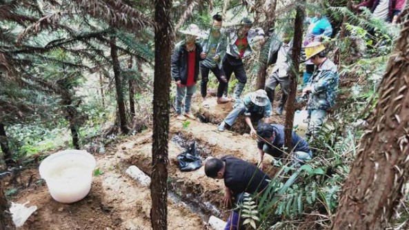 貴州從江縣加勉鄉(xiāng)：5500余棒靈芝菌棒全部發(fā)放到位