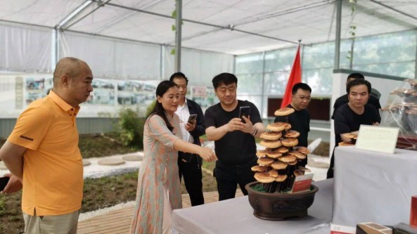 河北衡水市山東商會前往景之源靈芝種植合作社參觀考察