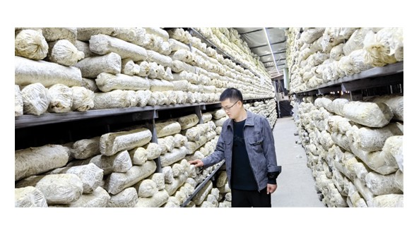 盧氏縣雙槐樹鄉生龍食用菌專業合作社負責人王振華：香菇做成大產業 當好致富“帶頭人