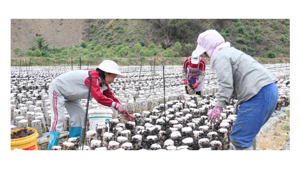 广西：田林县黑木耳（云耳）种植示范基地采摘忙