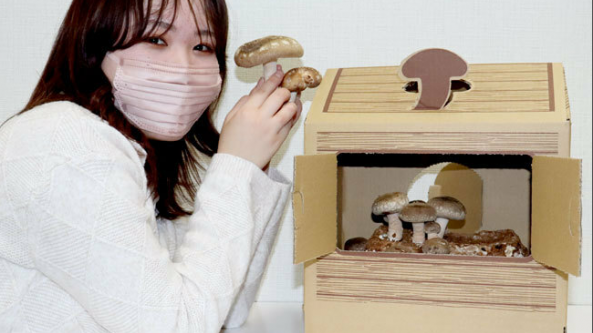 日本出售家庭版香菇栽培套件