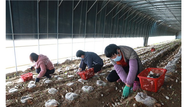 山东利津县汀罗镇圣水循环农业园里羊肚菌喜获丰收