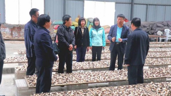 山西：常明昌教授深入嵐縣調研食用菌產業發展