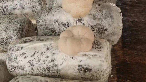 甘肅省天水市科技局：集體經濟發展放光彩 猴頭菇種出好“錢景”