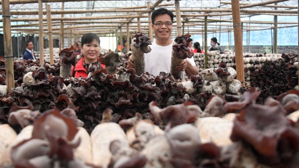 年产量7.5万公斤！广东五华县靠食用菌盘活闲置土地，年产值约200万元！