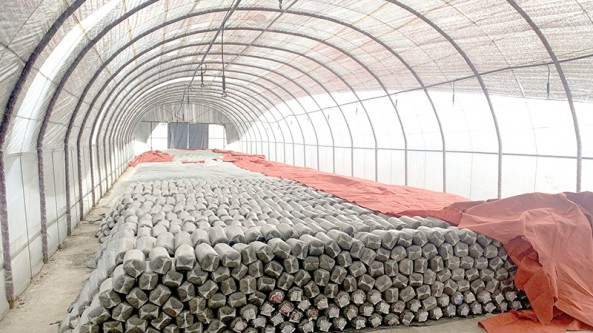山西省陽(yáng)泉市綠洋農(nóng)業(yè)開(kāi)發(fā)有限公司白志杰：做精平菇產(chǎn)業(yè)鏈 走穩(wěn)致富路