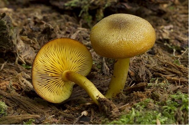 黄颜色蘑菇品种图片图片