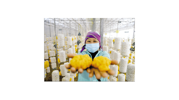 云南昆明石林玖立食用菌種植專業合作社讓村民就業致富