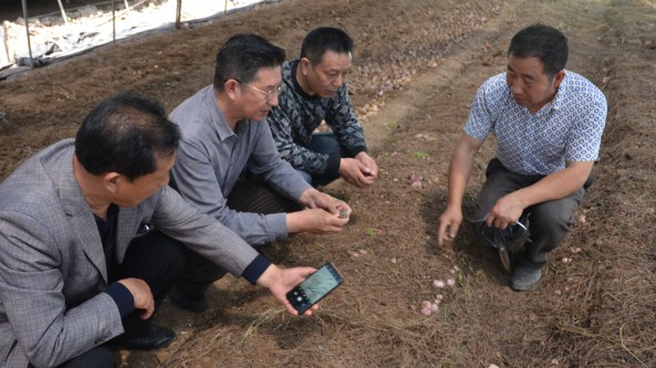 红托竹荪菌种植成功 填补了湖北随州食用菌品种的又一空白