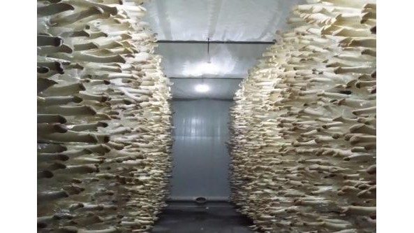 河北張北縣高標準打造草腐菌產業(yè)化示范區(qū)