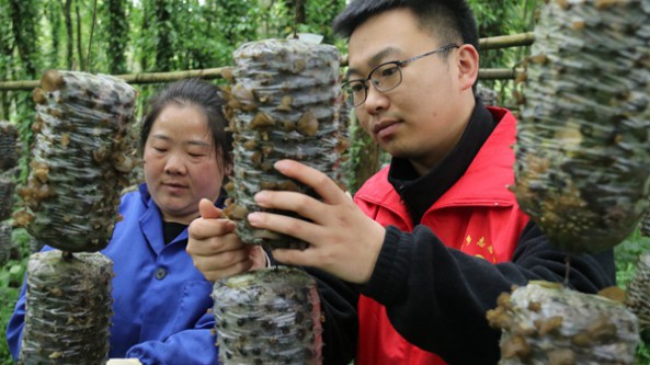 贵州开阳县高寨乡：林下种植黑木耳 生态富民两相宜