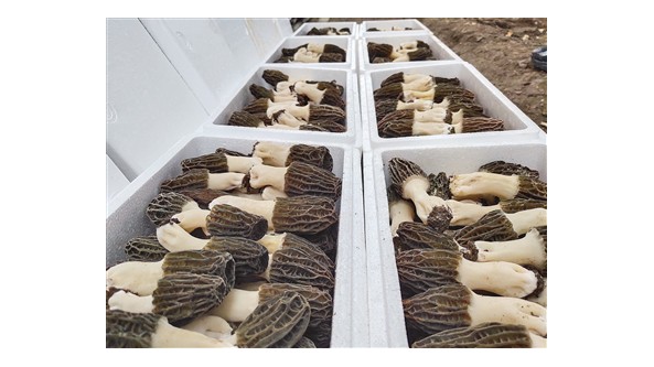 內蒙古扎蘭屯市羊肚菌試種取得階段性成功 “南菌北種”開辟百姓增收新途徑