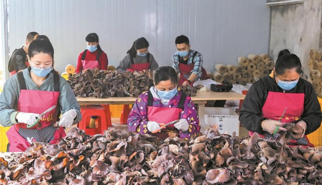 广西象州县：种植食用菌 开出“致富花”