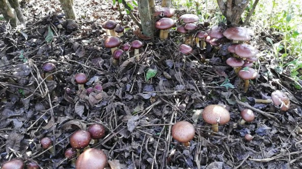 西双版纳州政协委员李亚丽：大力发展食用菌产业 撑起乡村振兴“致富伞”