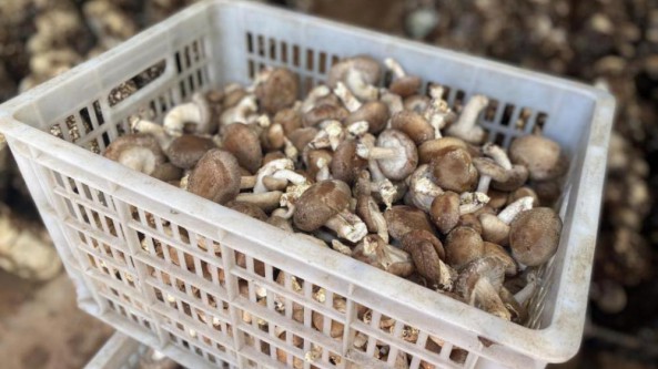 云南南華縣：香菇產(chǎn)業(yè)為農(nóng)戶撐起脫貧致富新希望