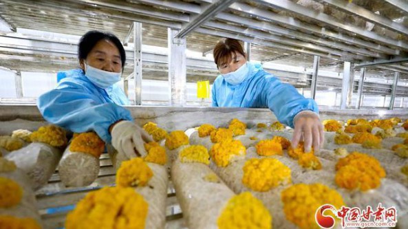 甘肅臨澤：小蘑菇趟出循環(huán)農(nóng)業(yè)新途徑