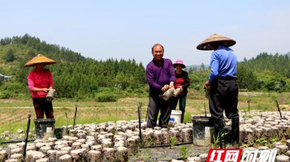 湖南新田：小小黑木耳 致富好产业