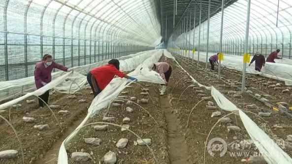 安徽碭山縣官莊壩鎮：發展羊肚菌產業項目 助推鄉村經濟振興