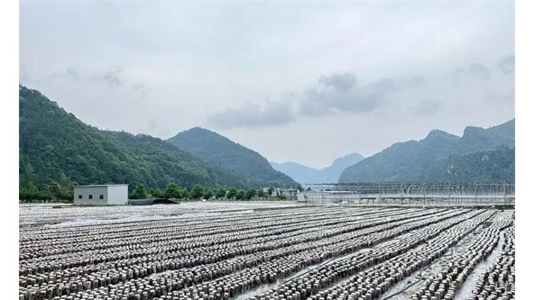 贵州印江木黄镇：小木耳撬开致富门 丰收的喜悦盈满山间