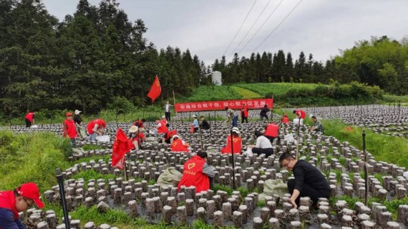 贵州省剑河县南哨镇组织助农采摘食用菌志愿服务活动