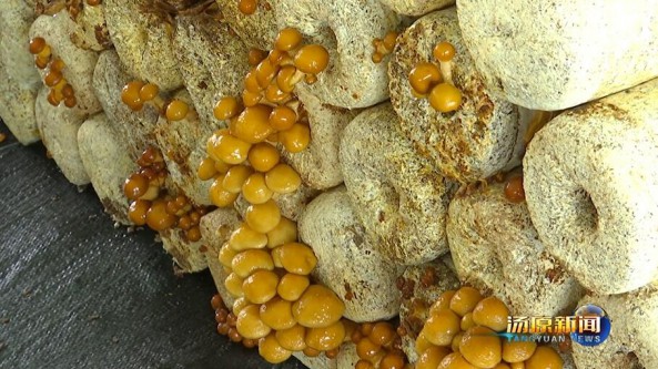黑龍江省湯原縣：食用菌產業建設忙 富民強鎮有保障
