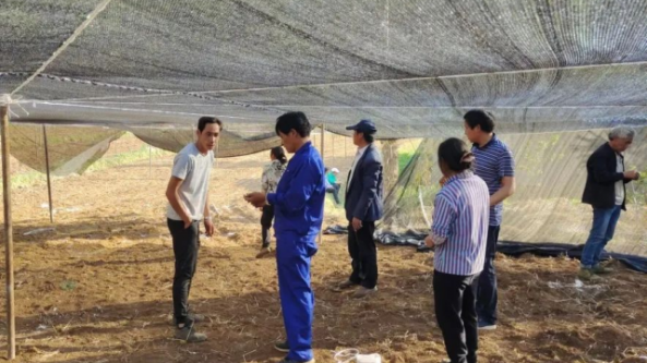云南魯?shù)榭h：打造羊肚菌試種基地 助力鄉(xiāng)村振興