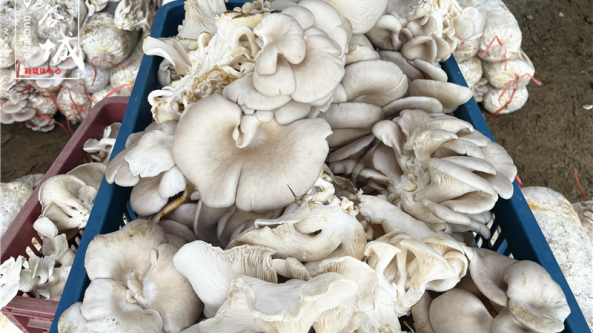 湖北谷城：深山平菇喜丰收 持续推动食用菌产业高质量发展