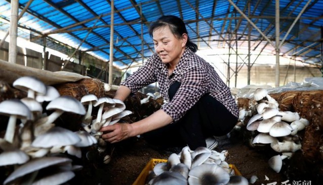 江西黎川：草菇搶“鮮”上市 工人采摘