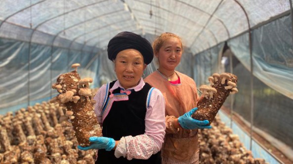 云南省南華縣：小香菇香飄致富路 實現(xiàn)特色產(chǎn)業(yè)“遍地開花”