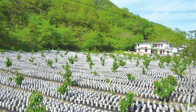 甘肃康县碾坝镇小河村大樱桃套种地栽木耳种植区