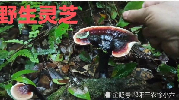 湖南省祁陽(yáng)市發(fā)現(xiàn)野生靈芝