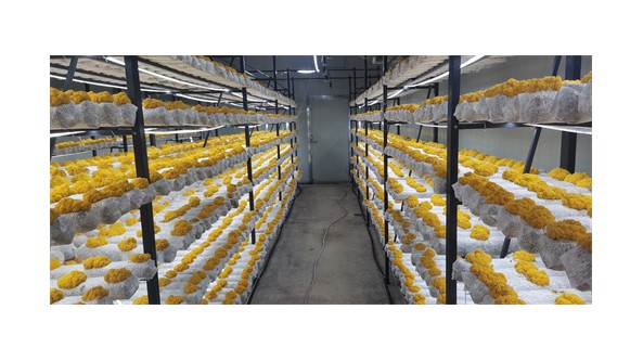 福建古田雙耳食用菌專業(yè)合作社贊助首屆全國菌菇廚神爭霸賽