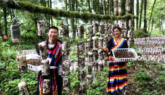 西藏林芝：菌菇喜获大丰收 珞巴风情再添味