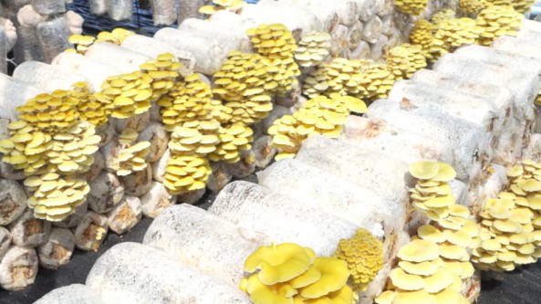 內蒙古阿爾山市哈拉哈高勒生態園食用菌試種見成效
