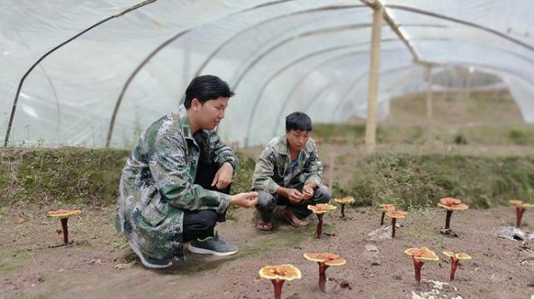 云南景东县锦屏镇：注重技术培训和科学管理 大力发展灵芝种植产业