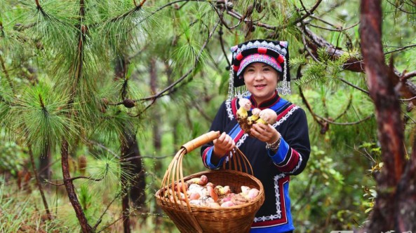 云南玉溪大密罗社区推动野生食用菌产业可持续发展