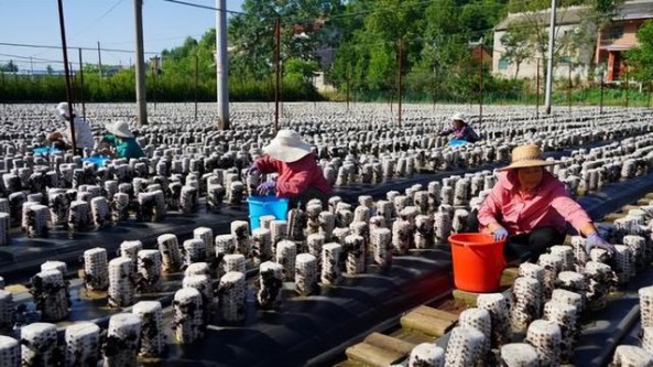 陕西洛南县尖角村：大力推动木耳产业规模化发展 促农增收助振兴