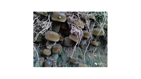 云南景東縣公安局內(nèi)長出大片牛肝菌
