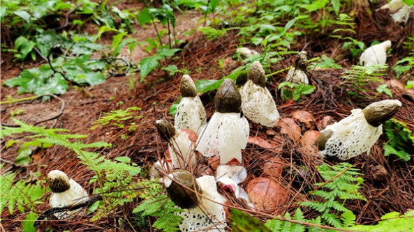 贵阳贵安多品种食用菌“无缝连接” 实现林下菌产品周年保供