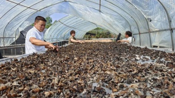 陕西省商州区：首家富硒农业示范项目食用菌基地40万袋富硒木耳喜获丰收