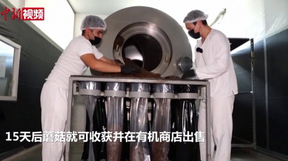 比利時公司用廢棄咖啡渣培育蘑菇 可用于生產(chǎn)絕緣瓷磚