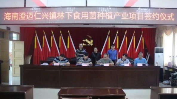 林下種植食用菌項(xiàng)目落戶海南省澄邁縣仁興鎮(zhèn)